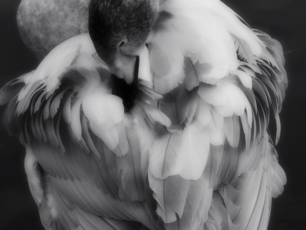 Gray bird 01
