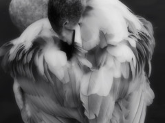Gray bird 01