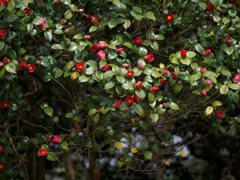 椿樹の森7