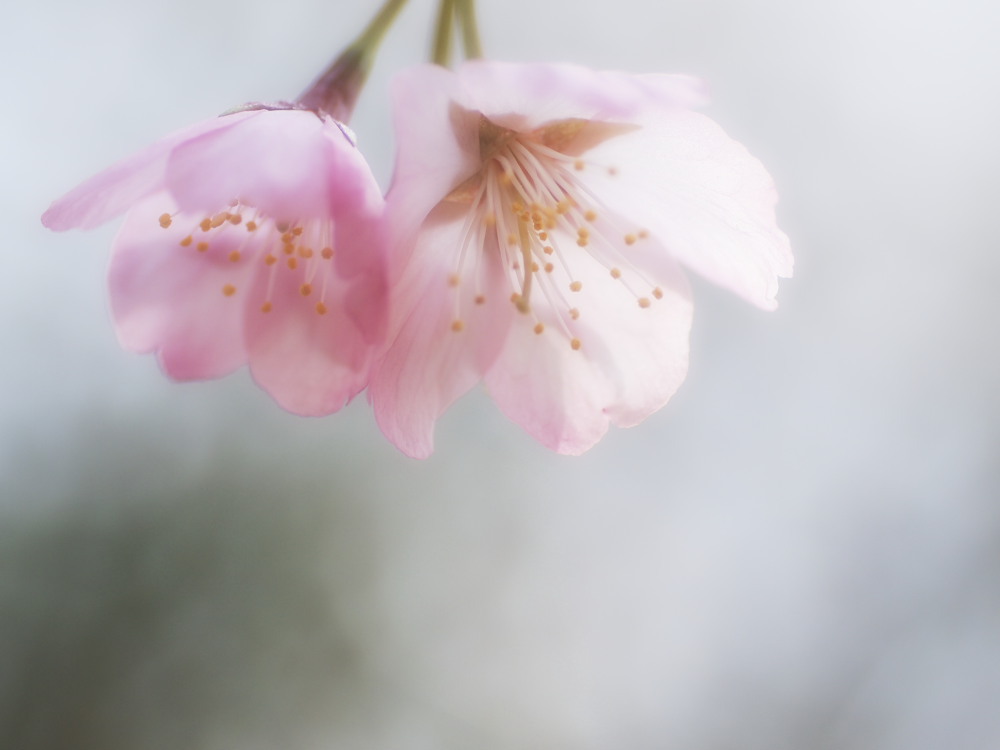 Cherry blossom
