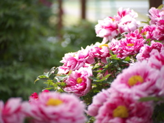 牡丹の花5