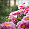 牡丹の花5