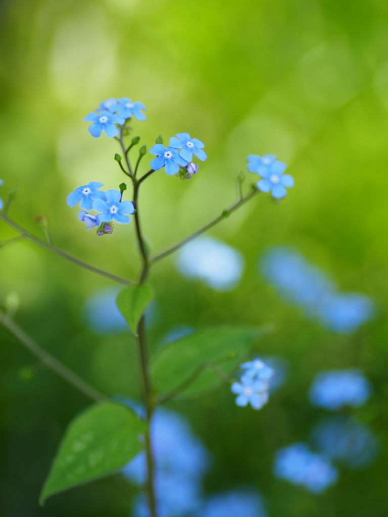忘れな草5