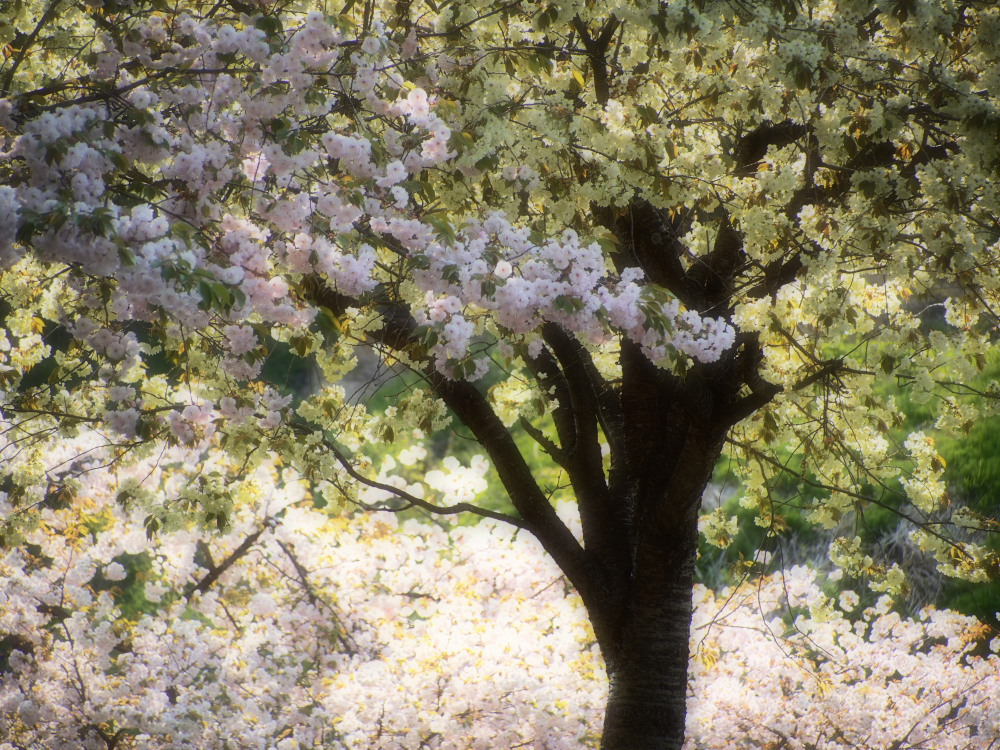 鬱金桜02