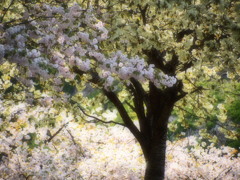 鬱金桜02