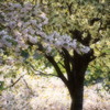 鬱金桜02