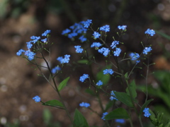 忘れな草2