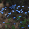 忘れな草2