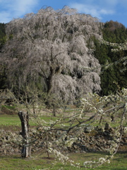 高山五大桜⑤「水中のしだれ桜」01