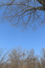 早春の丘陵公園2