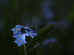 忘れな草1