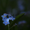 忘れな草1