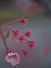 最後の花