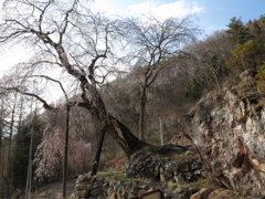 高山五大桜④「赤和観音のしだれ桜」01