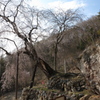 高山五大桜④「赤和観音のしだれ桜」01