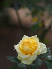 黄薔薇の夢