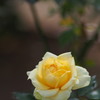 黄薔薇の夢