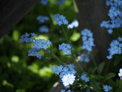 忘れな草3