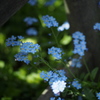 忘れな草3