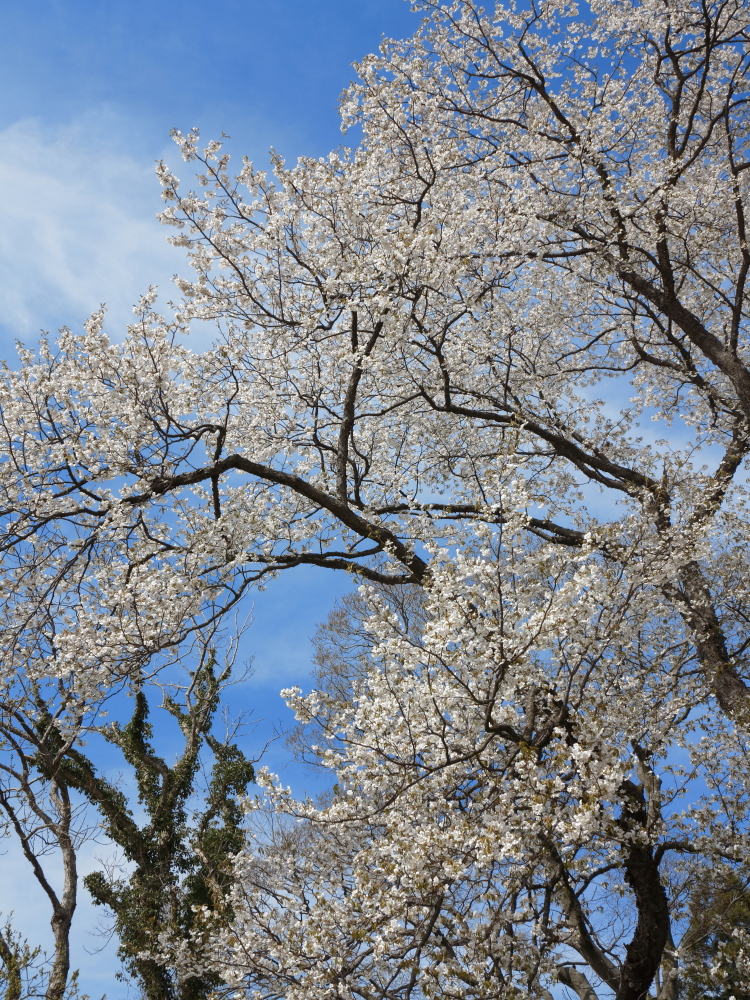 遅咲きの桜２