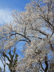 遅咲きの桜２