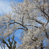 遅咲きの桜２