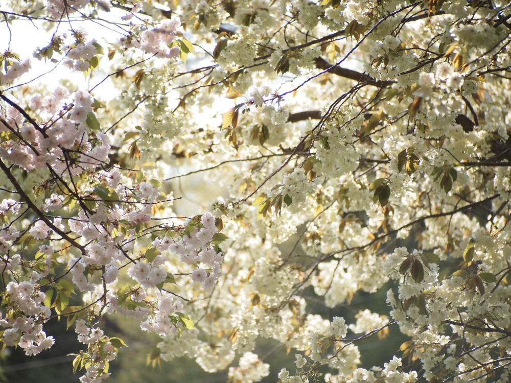 鬱金桜01