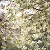 鬱金桜01
