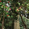 椿樹の森1