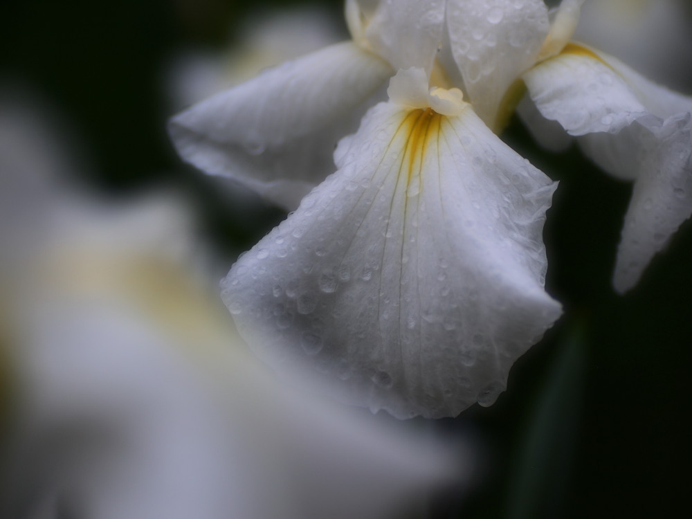 花菖蒲09
