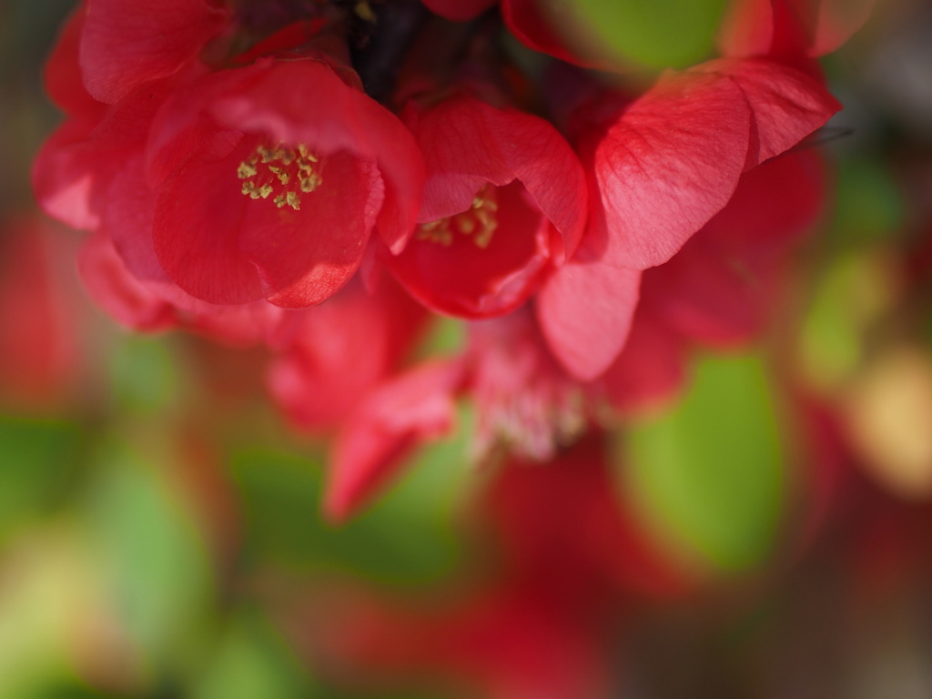 木瓜の花1