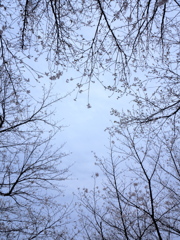 大空に、枝を伸ばし・・・