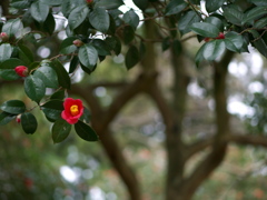 椿樹の森5