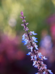 Autumn color 7