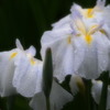花菖蒲04