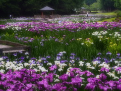 MIYABI