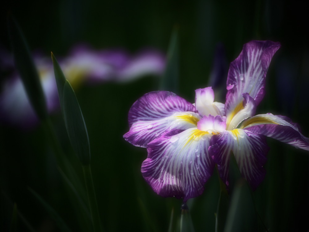 花菖蒲06