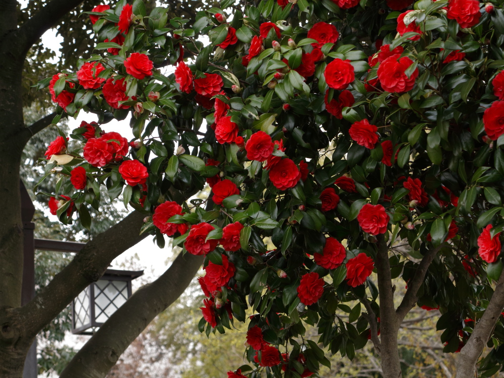 Red Camellia