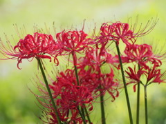 林立