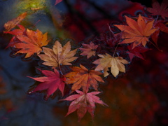 中野邸美術館の紅葉5