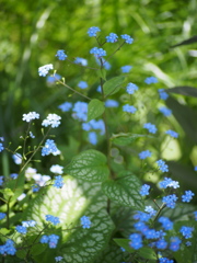 忘れな草4