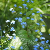 忘れな草4