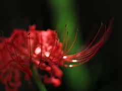 Red spider lily 7