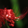 Red spider lily 7