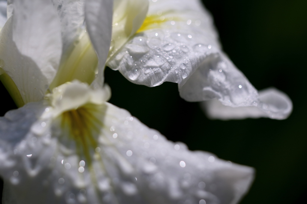 花菖蒲1