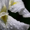 花菖蒲1
