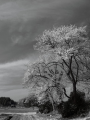 遅咲きの桜１