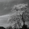 遅咲きの桜１