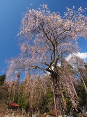 高山五大桜④「赤和観音のしだれ桜」02