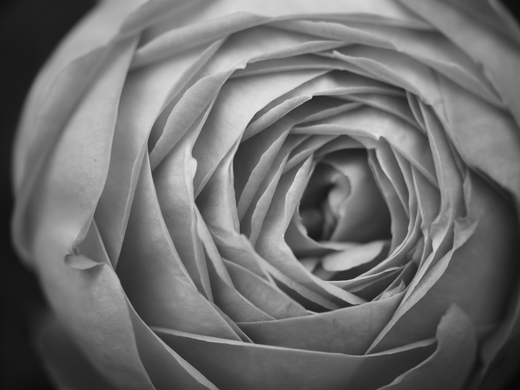 薔薇の造形01